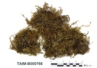 藏品(毛尖燕尾苔)的圖片